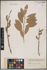 Foto von Salix caprea L. x Salix daphnoides Vill.